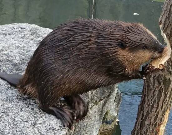 bober making tree collapse